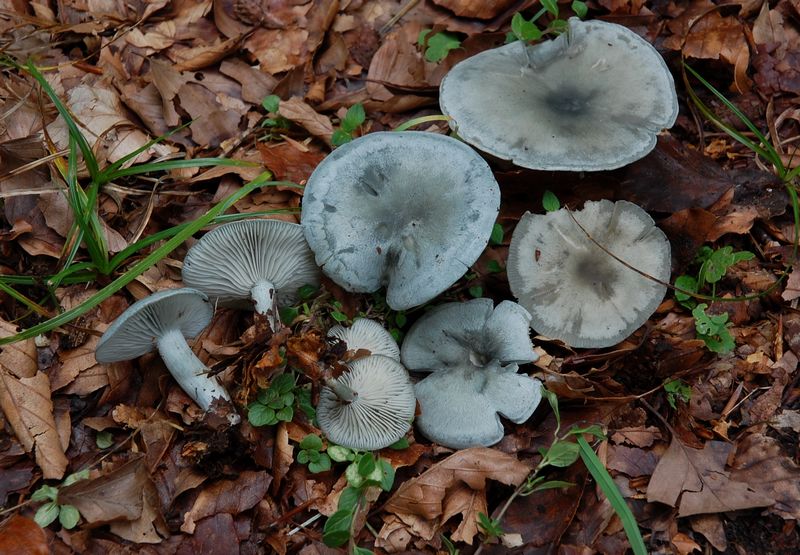 Riproponiamo un Quiz.